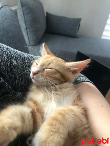 Tekir Kedi, Kedi  Beyaz patik ve Minik Fare fotoğrafı