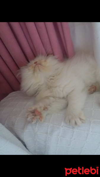 İran Kedisi (Persian), Kedi  Slya fotoğrafı