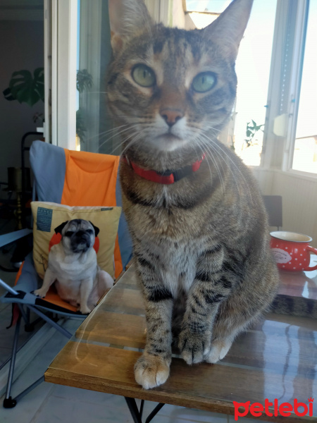 Tekir Kedi, Kedi  Leyla fotoğrafı