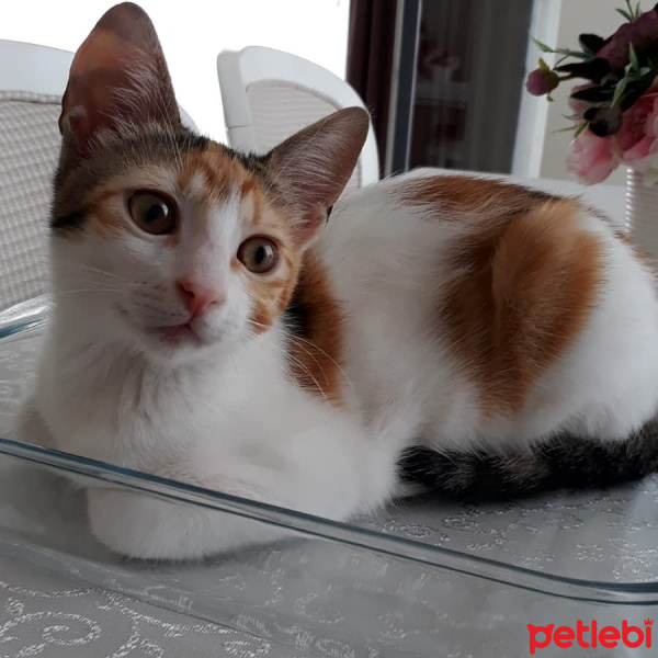 Tekir Kedi, Kedi  Prenses fotoğrafı