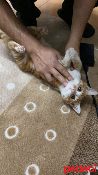 Sarman, Kedi  Mır mır fotoğrafı