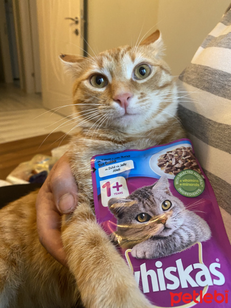 Sarman, Kedi  Cat fotoğrafı