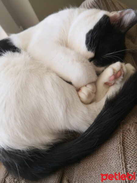 Tuxedo (Smokin) Kedi, Kedi  Felix fotoğrafı