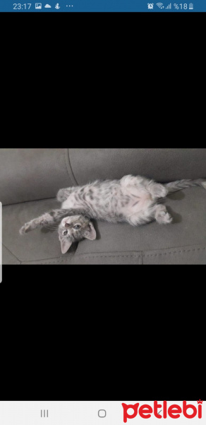 Tekir Kedi, Kedi  Gri fotoğrafı