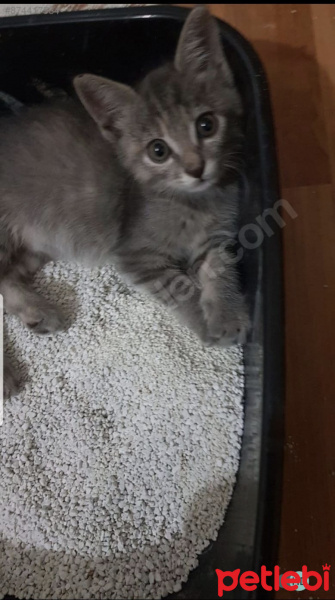 Tekir Kedi, Kedi  Gri fotoğrafı