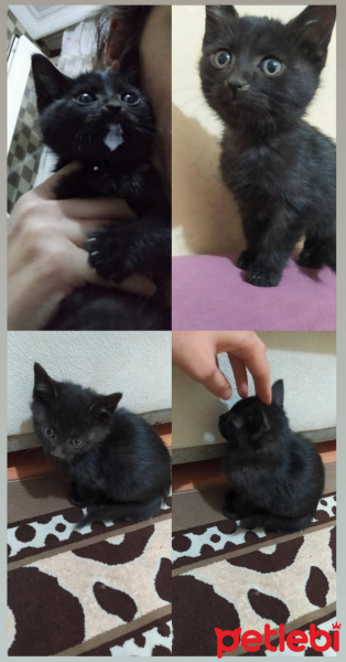 Bombay, Kedi  Zeytin fotoğrafı