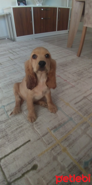 İngiliz Cocker Spaniel, Köpek  Kuki fotoğrafı
