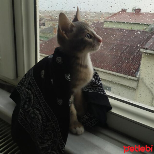 Tekir Kedi, Kedi  Flow fotoğrafı