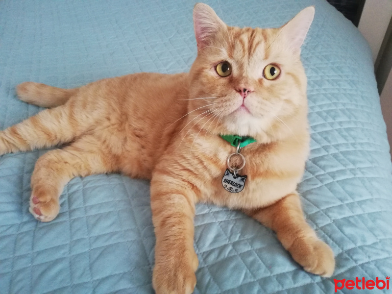 British Shorthair, Kedi  Sherlock fotoğrafı