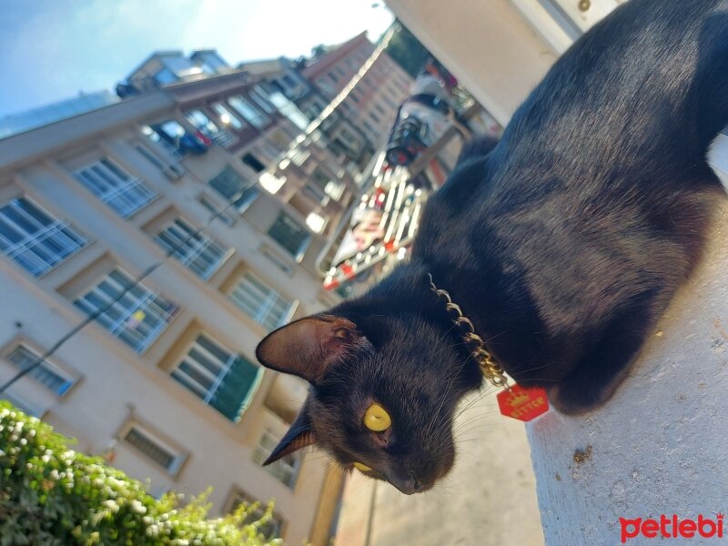 Bombay, Kedi  Bitter fotoğrafı