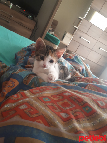 Tekir Kedi, Kedi  Pati fotoğrafı