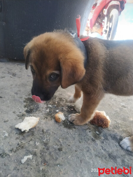 Ainu, Köpek  Max fotoğrafı