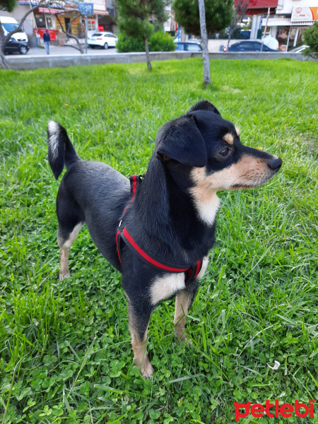 Minyatür Pinscher, Köpek  Meggie fotoğrafı
