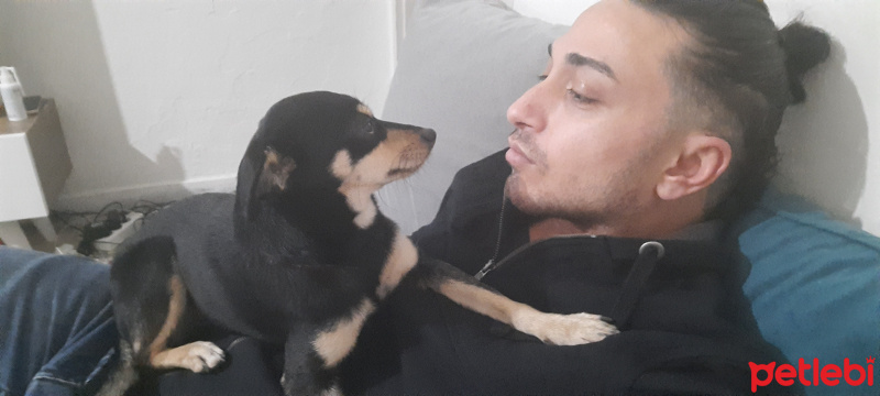 Minyatür Pinscher, Köpek  Meggie fotoğrafı