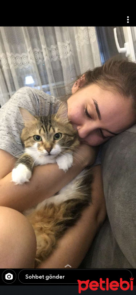 Tekir Kedi, Kedi  Arya fotoğrafı