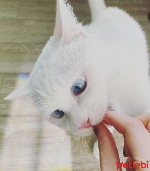 Ankara Kedisi, Kedi  Casper fotoğrafı