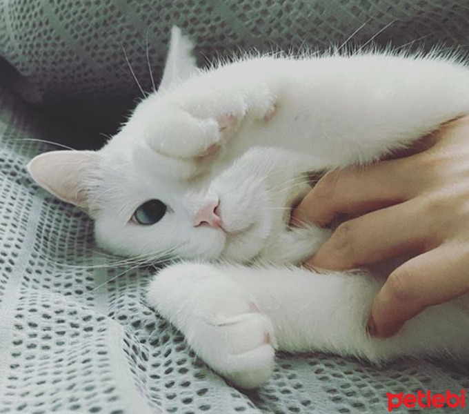 Ankara Kedisi, Kedi  Casper fotoğrafı