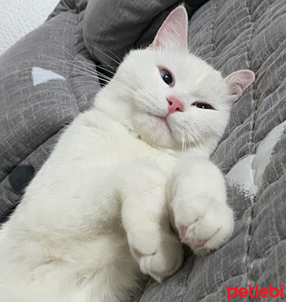 Ankara Kedisi, Kedi  Casper fotoğrafı