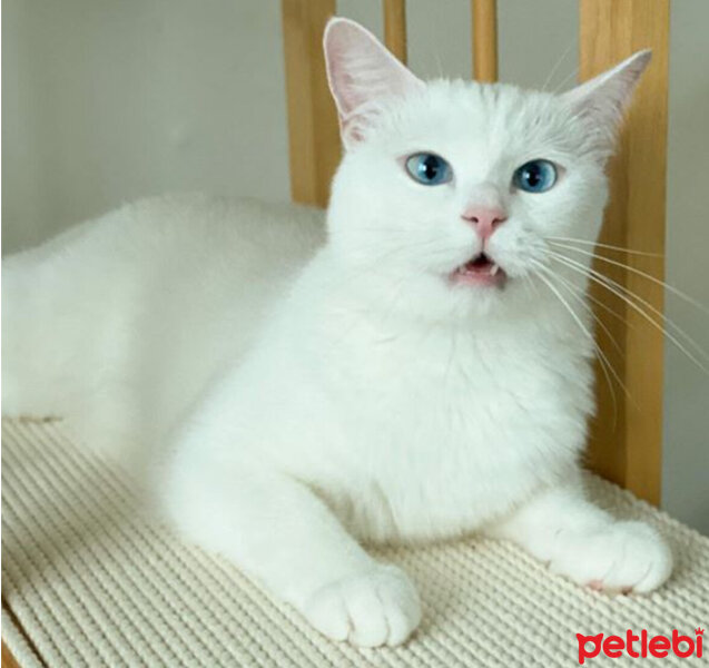 Ankara Kedisi, Kedi  Casper fotoğrafı