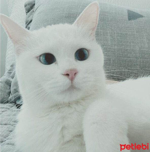 Ankara Kedisi, Kedi  Casper fotoğrafı