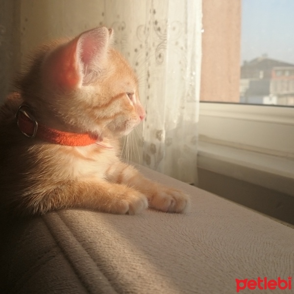 Tekir Kedi, Kedi  Behlül fotoğrafı