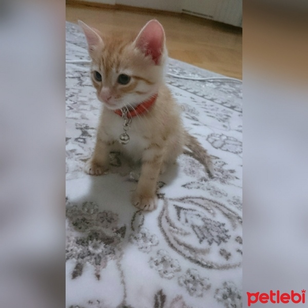 Tekir Kedi, Kedi  Behlül fotoğrafı