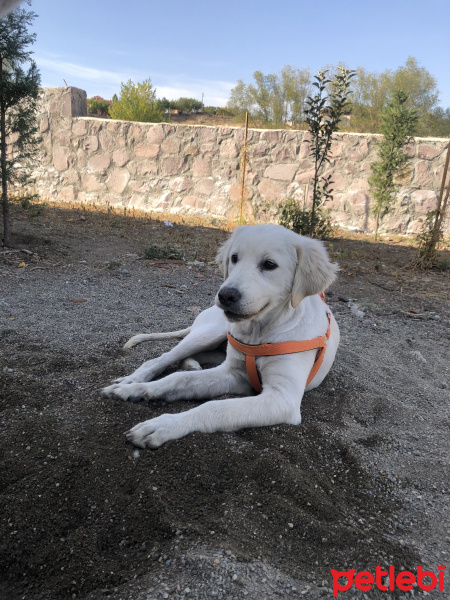 Golden Retriever, Köpek  Alice fotoğrafı
