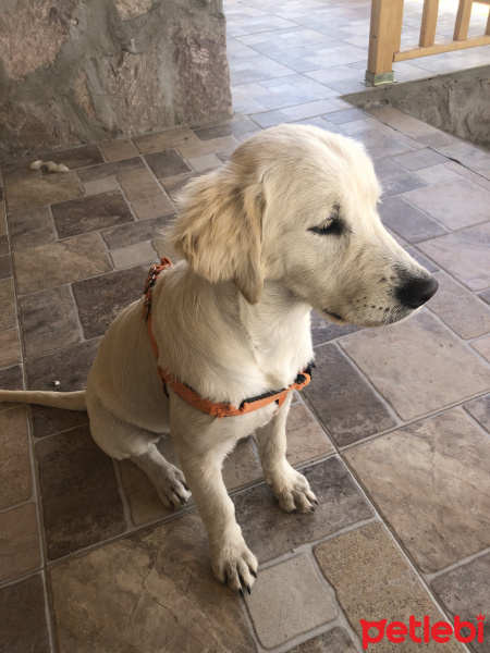 Golden Retriever, Köpek  Alice fotoğrafı