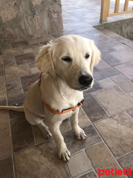 Golden Retriever, Köpek  Alice fotoğrafı