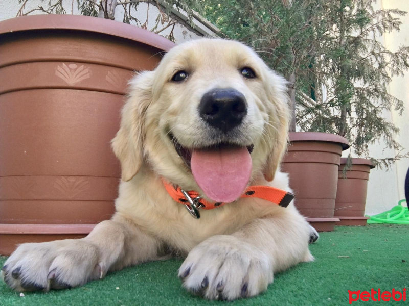Golden Retriever, Köpek  Alice fotoğrafı