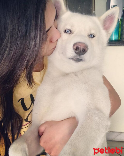 Sibirya Kurdu (Husky), Köpek  Bambi fotoğrafı