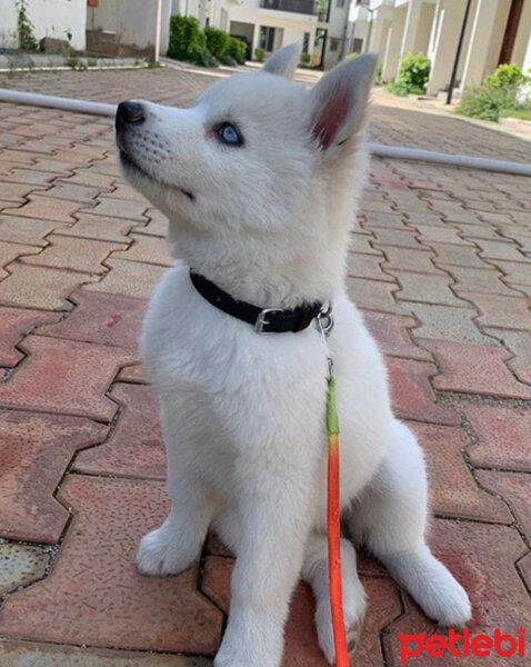 Sibirya Kurdu (Husky), Köpek  Bambi fotoğrafı