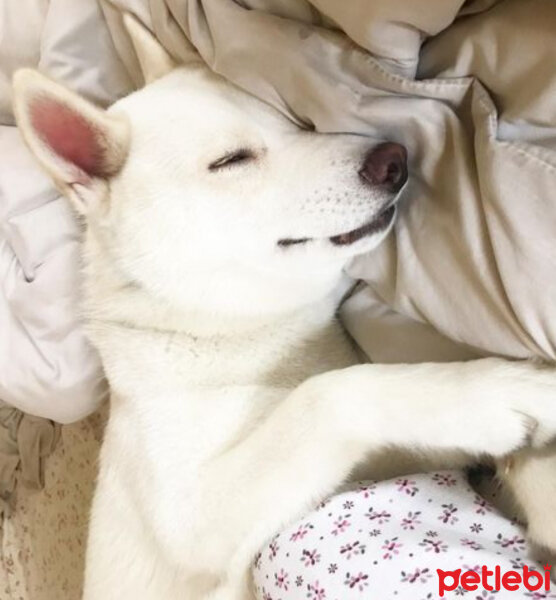 Sibirya Kurdu (Husky), Köpek  Bambi fotoğrafı