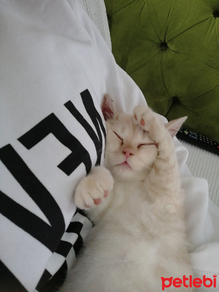 Scottish Fold, Kedi  Pamuk fotoğrafı
