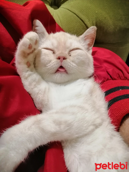 Scottish Fold, Kedi  Pamuk fotoğrafı