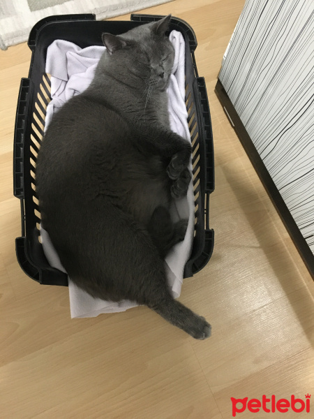 British Shorthair, Kedi  Pofi&İnci fotoğrafı