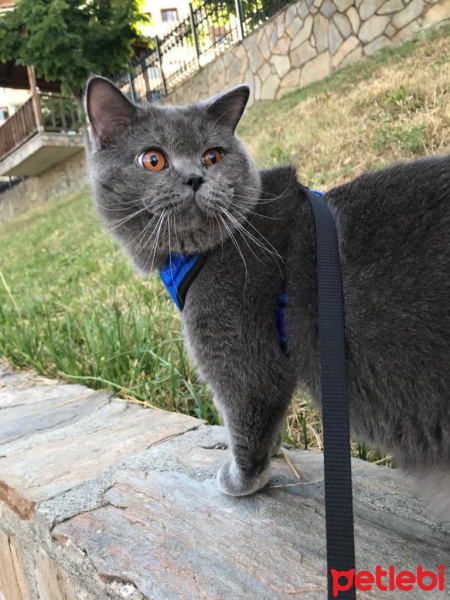 British Shorthair, Kedi  Pofi&İnci fotoğrafı