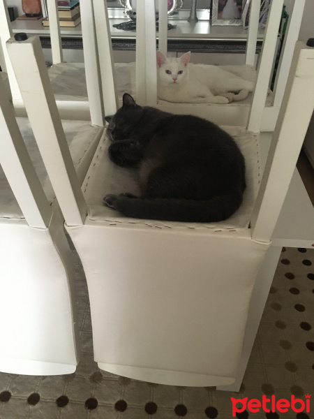 British Shorthair, Kedi  Pofi&İnci fotoğrafı