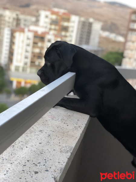 Cane Corso Italiano, Köpek  Hades fotoğrafı