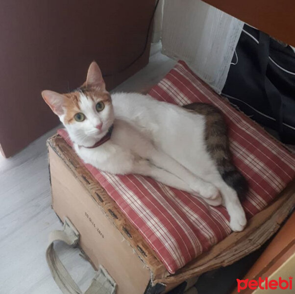 Tekir Kedi, Kedi  Balım fotoğrafı