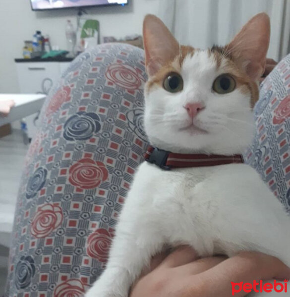 Tekir Kedi, Kedi  Balım fotoğrafı