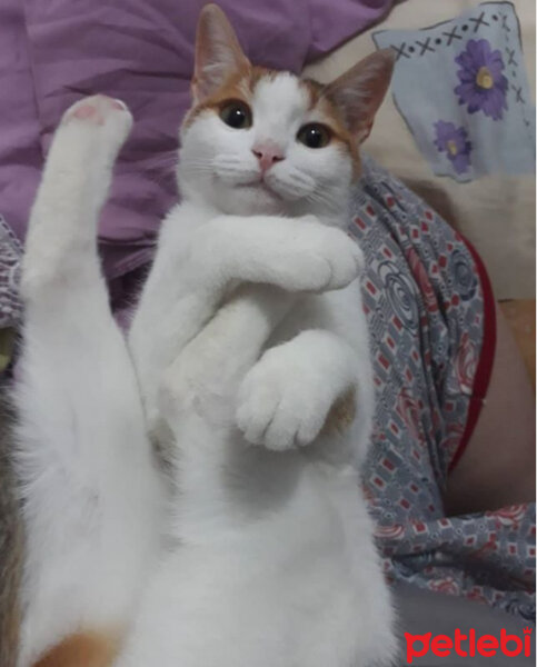 Tekir Kedi, Kedi  Balım fotoğrafı