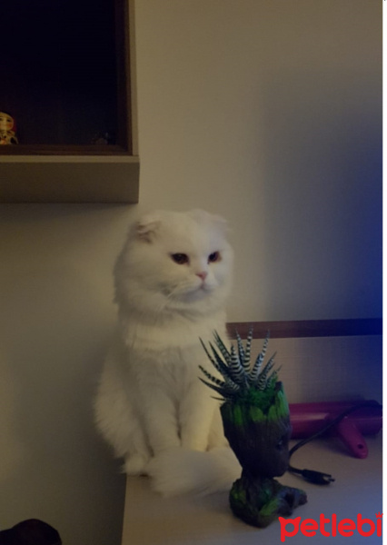 Scottish Fold, Kedi  Miya fotoğrafı