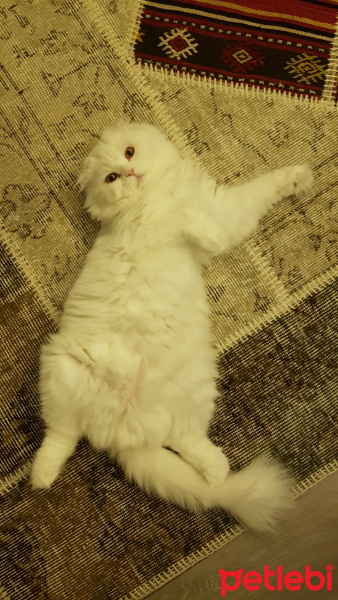 Scottish Fold, Kedi  Miya fotoğrafı