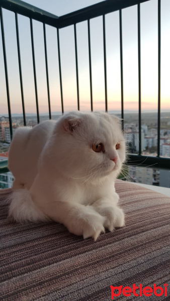 Scottish Fold, Kedi  Miya fotoğrafı