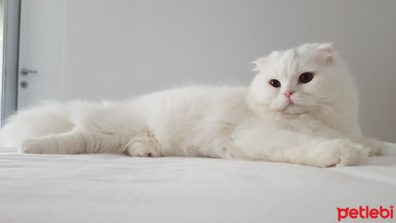 Scottish Fold, Kedi  Miya fotoğrafı
