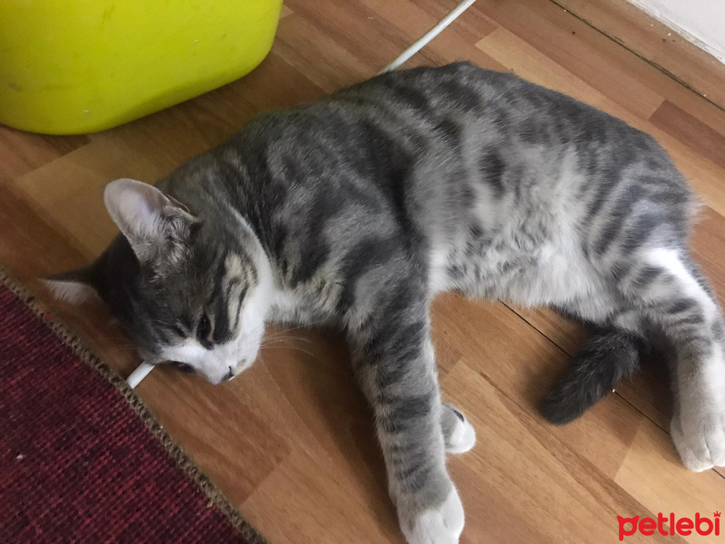 Tekir Kedi, Kedi  İsimsiz fotoğrafı