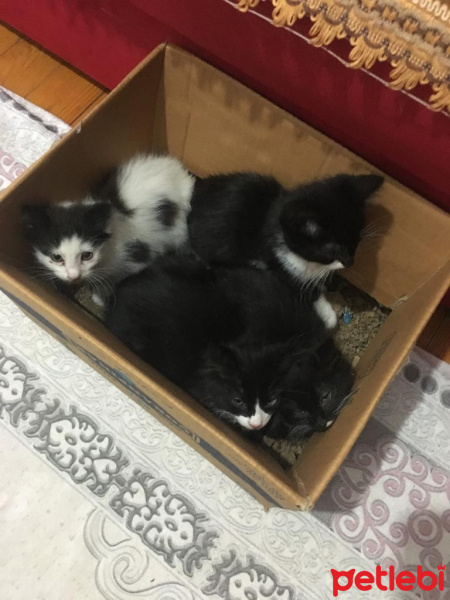 Tekir Kedi, Kedi  4 adet yavru fotoğrafı
