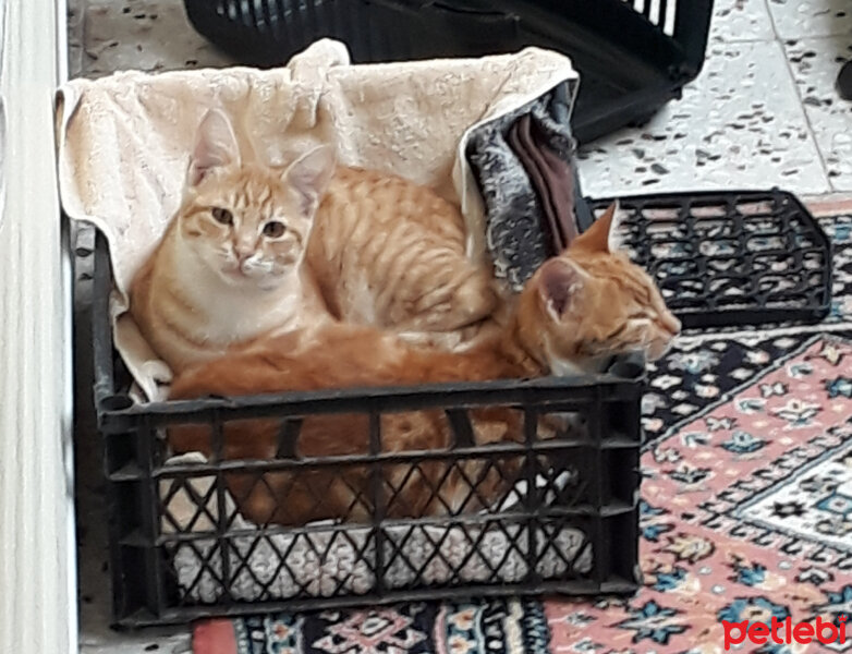 Sarman, Kedi  Paşa fotoğrafı