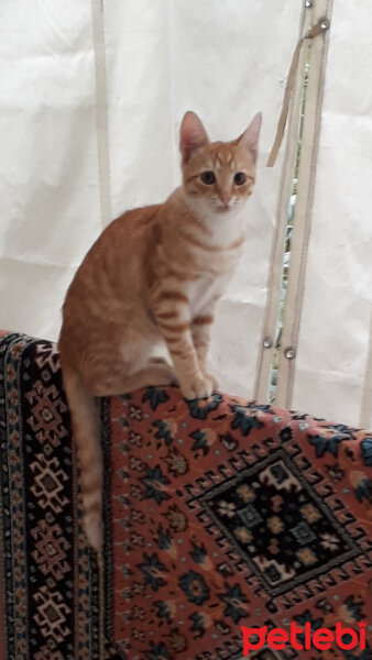 Sarman, Kedi  Paşa fotoğrafı